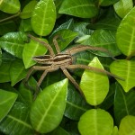 A big Wolf Spider (Rhabidosa rabida) in my front yard 