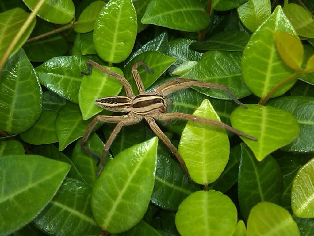 A big Wolf Spider (Rhabidosa rabida) in my front yard 