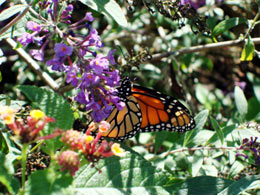 Monarch Butterfly on flowers