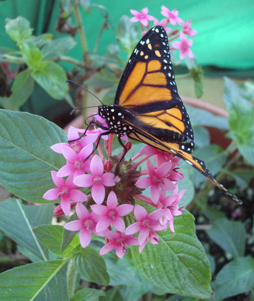 Monarch Butterfly 2007