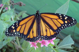 monarch butterfly wings spread