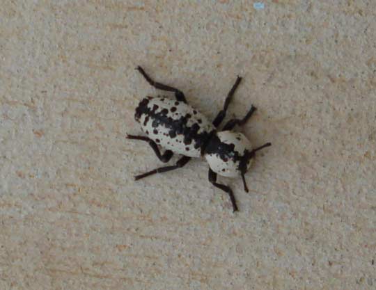 Ironclad Beetle, Zopherus nodulosus 