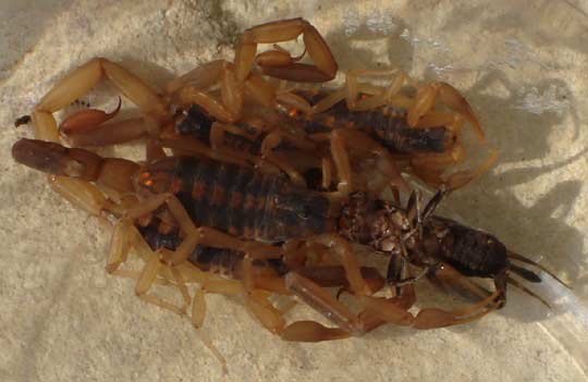 Scorpions eating cricket for lunch