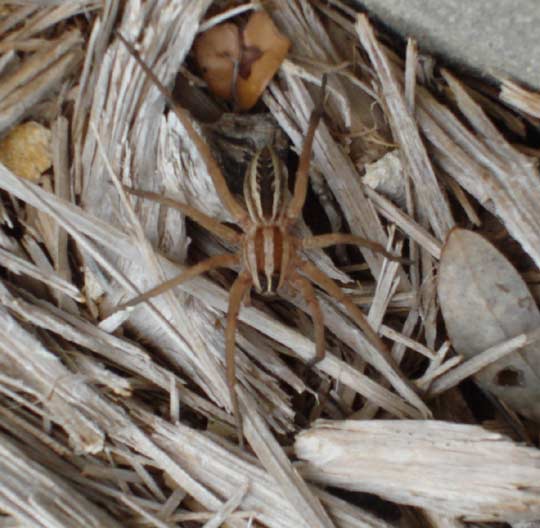 Wolf Spider, Family Lycosidae
