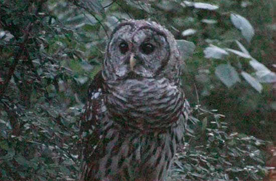 Barred Owl in the Backyard hunting for stuff in koi pond