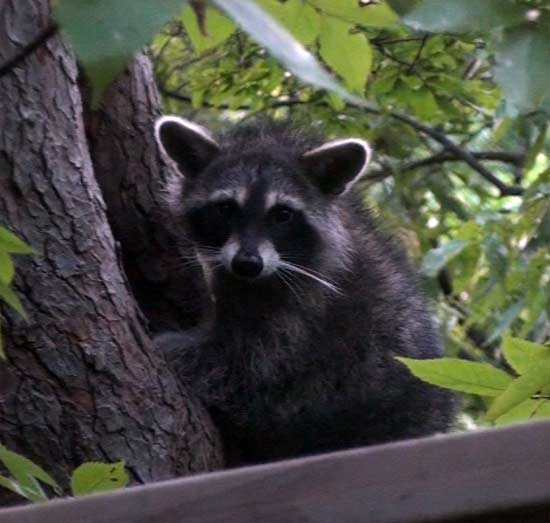 Baby Racoon in tree hollow hd video