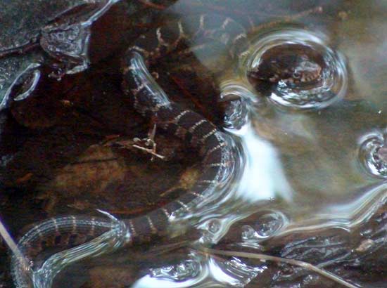 baby water snake