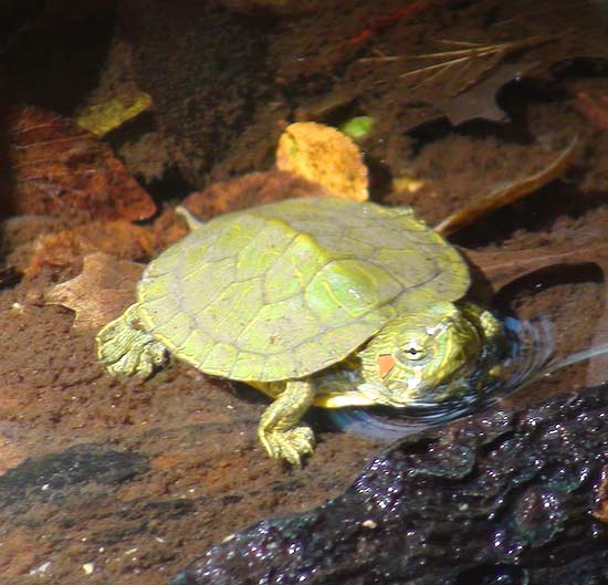 baby red eared slider