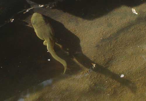 big tadpole