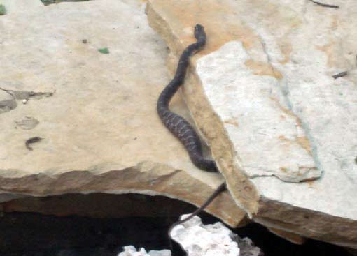 fat snake exiting koi pond