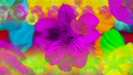 Generative Flowers II